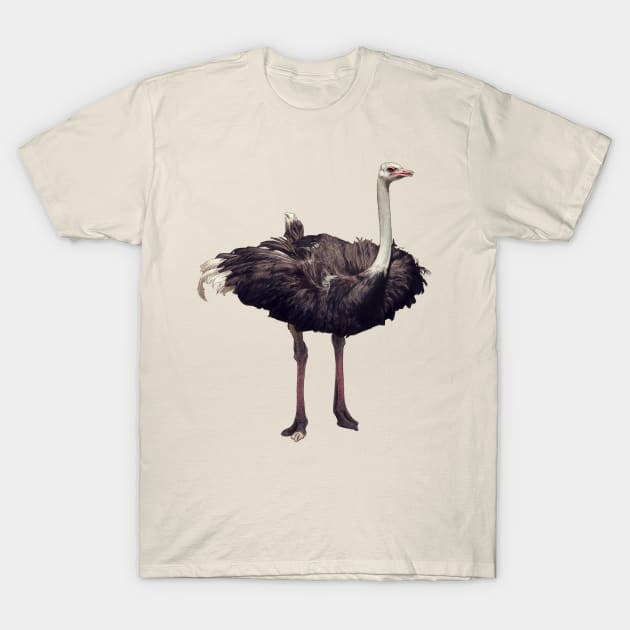 Ostrich T-Shirt by Atarial